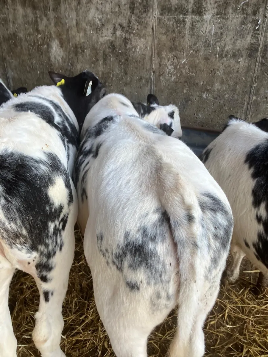 Top Quality Reared Calves for sale - Image 1