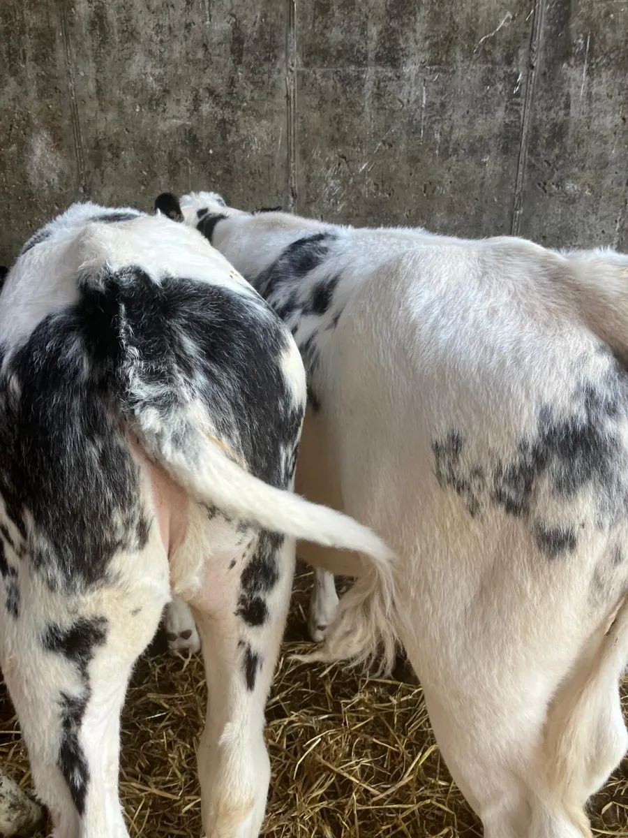 Top Quality Reared Calves for sale - Image 2