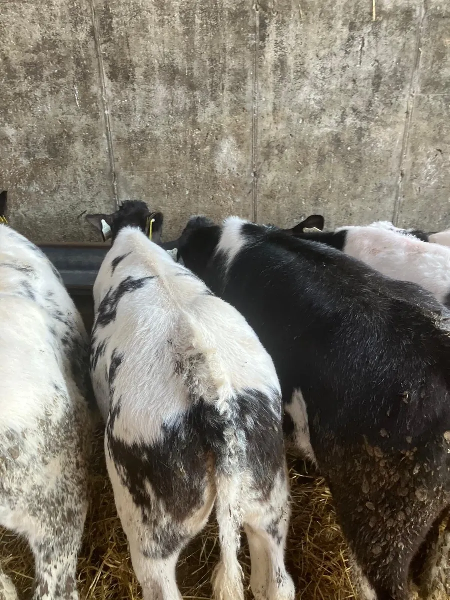 Top Quality Reared Calves for sale - Image 3