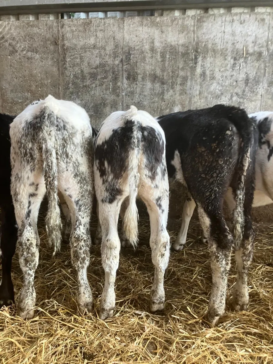 Top Quality Reared Calves for sale - Image 4