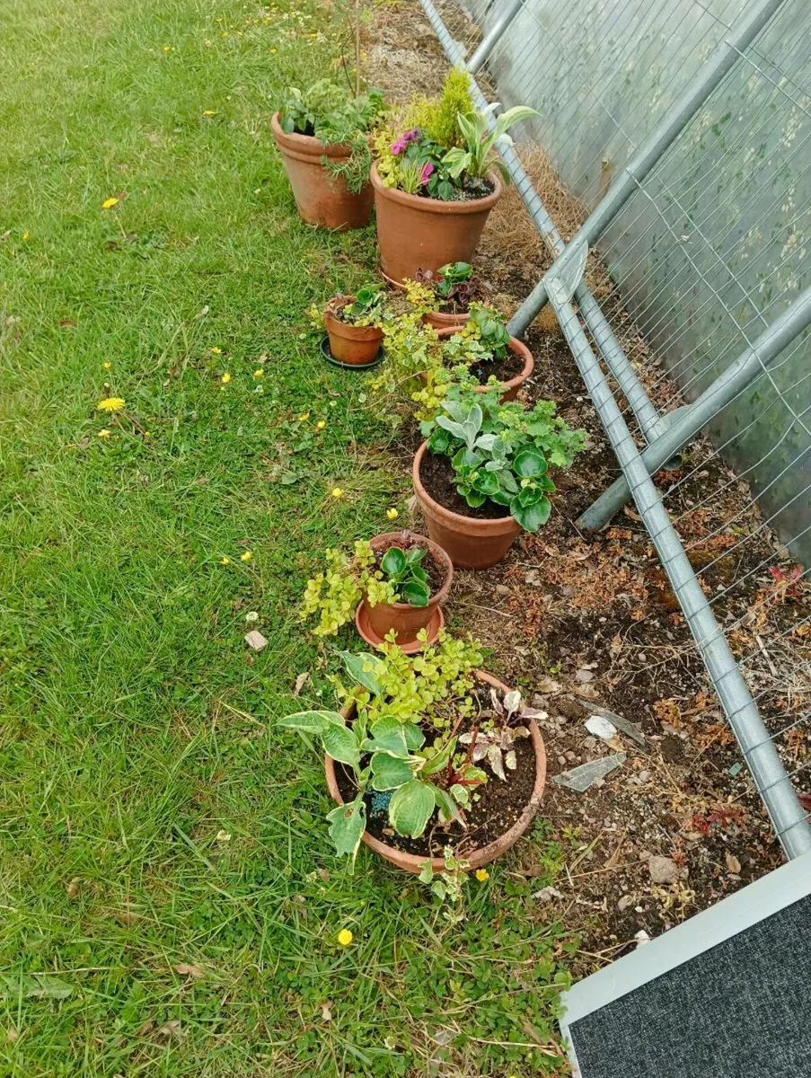 Beautiful terracotta full pots,8 total. - Image 2
