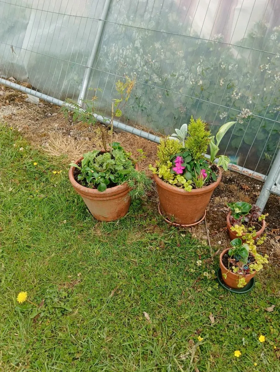 Beautiful terracotta full pots,8 total. - Image 3