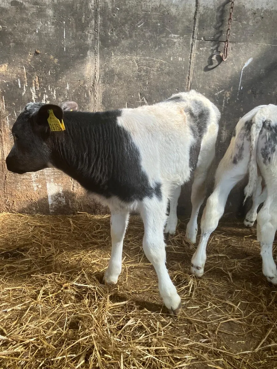 Top Quality Belgian Blue Bull Calves - Image 1