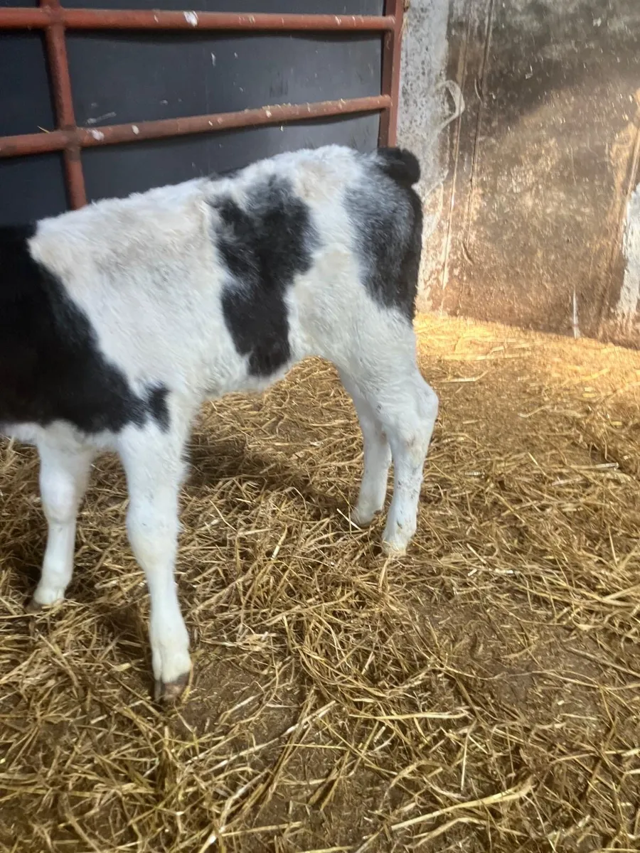 Top Quality Belgian Blue Bull Calves - Image 2