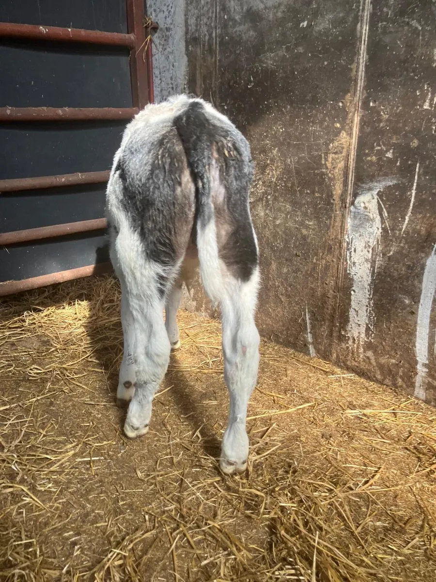 Top Quality Belgian Blue Bull Calves - Image 3