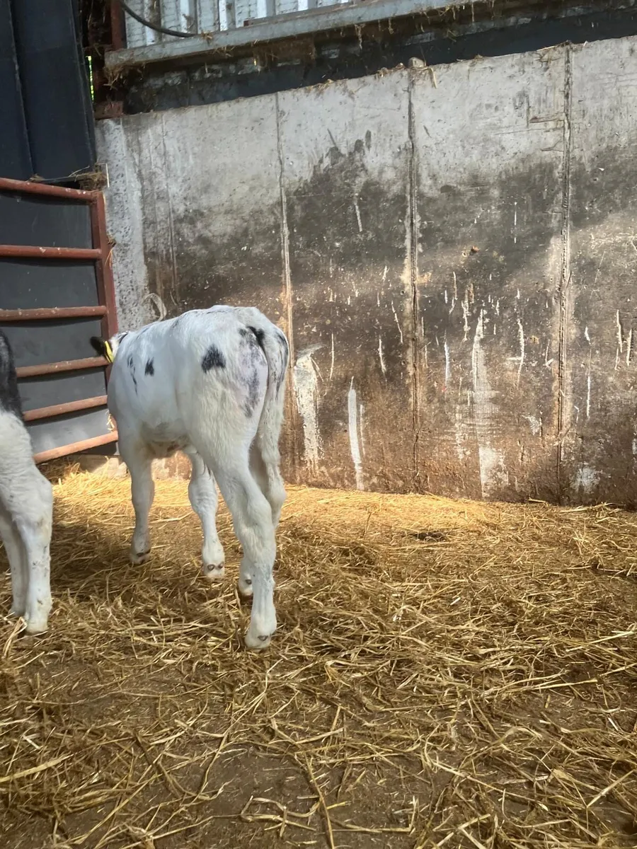 Top Quality Belgian Blue Bull Calves - Image 4