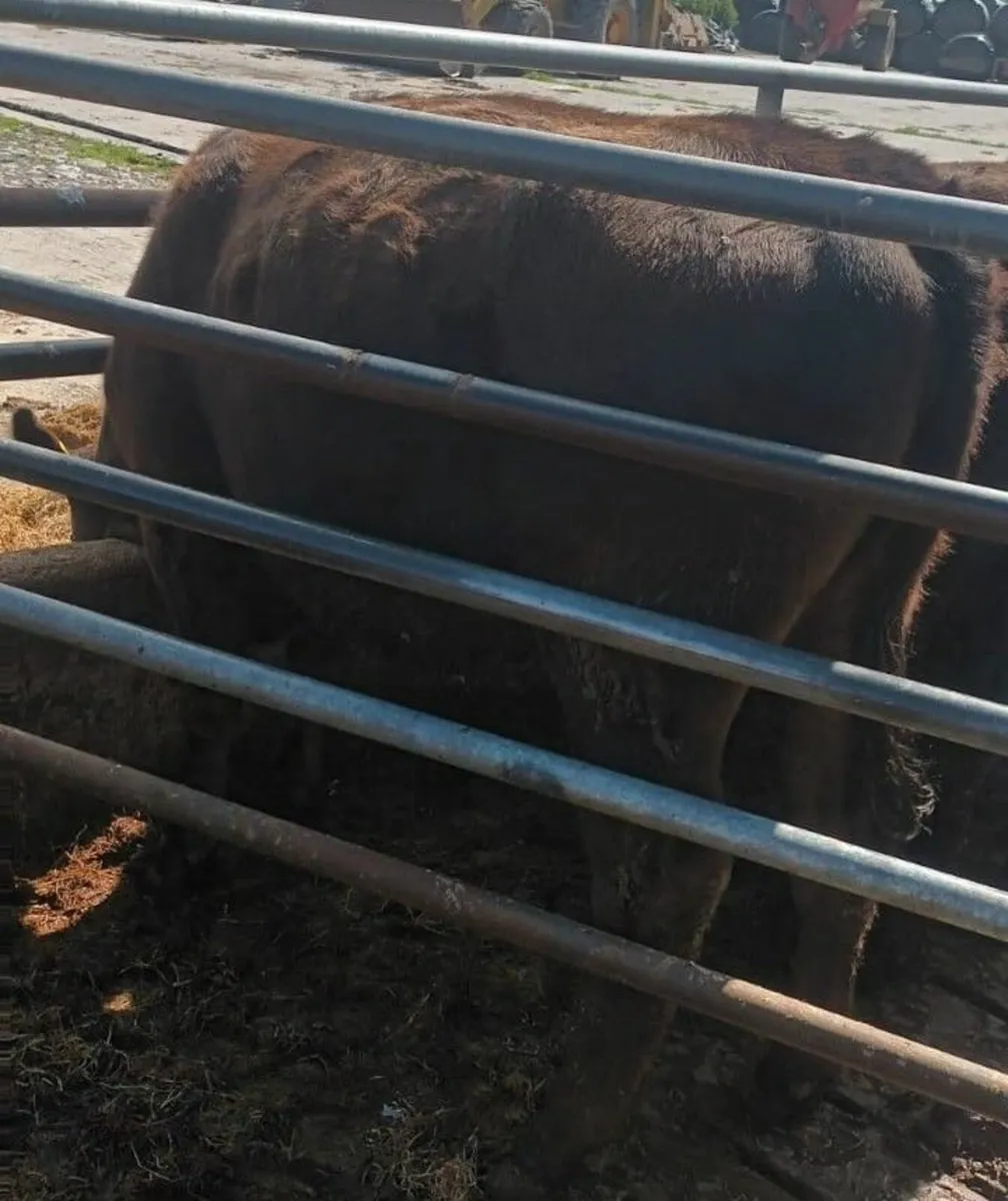 Organic Heifers - Image 2
