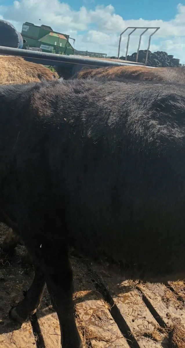 Organic Heifers - Image 3