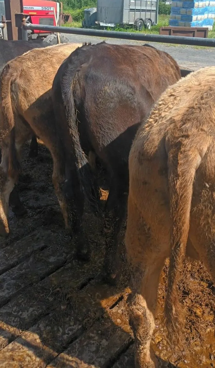 Organic Heifers - Image 4
