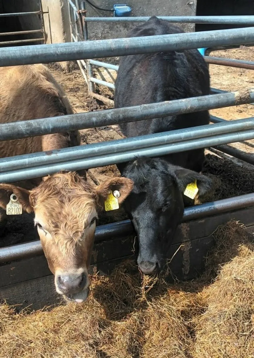 Organic Heifers - Image 1
