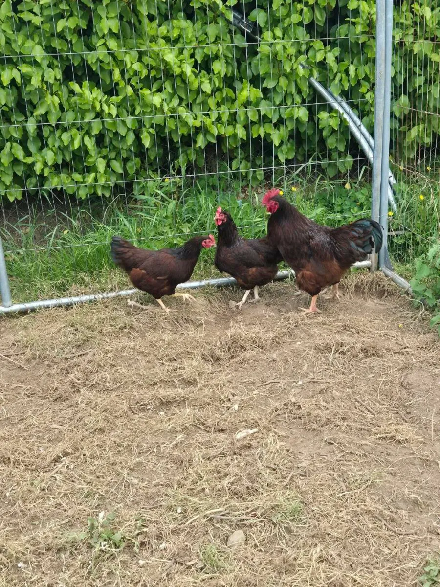 Hatching eggs and ducks - Image 1