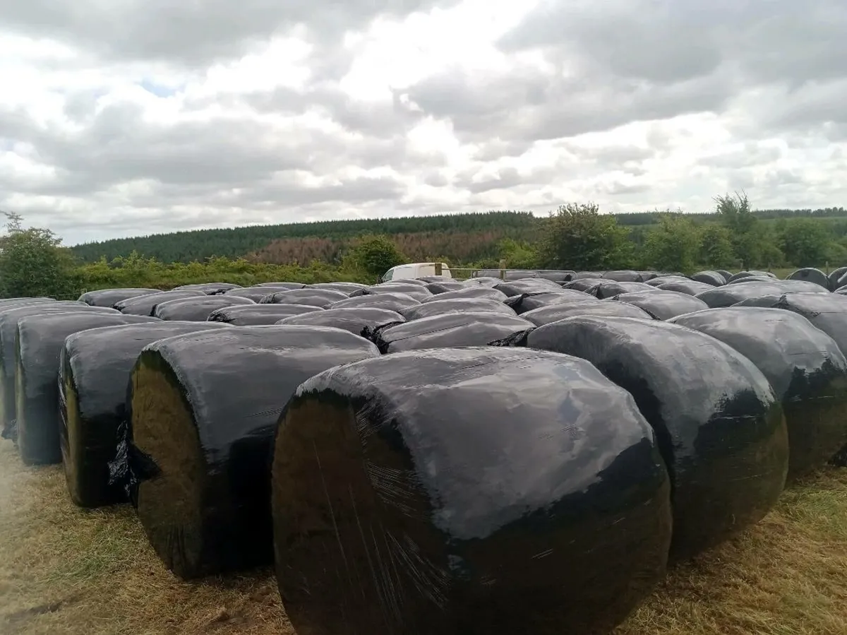 Silage Bailes - Image 1