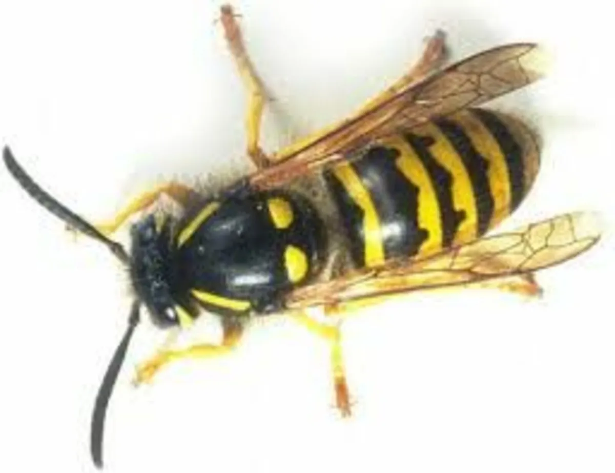 Wasp Nest Treatment & Removal - Image 3