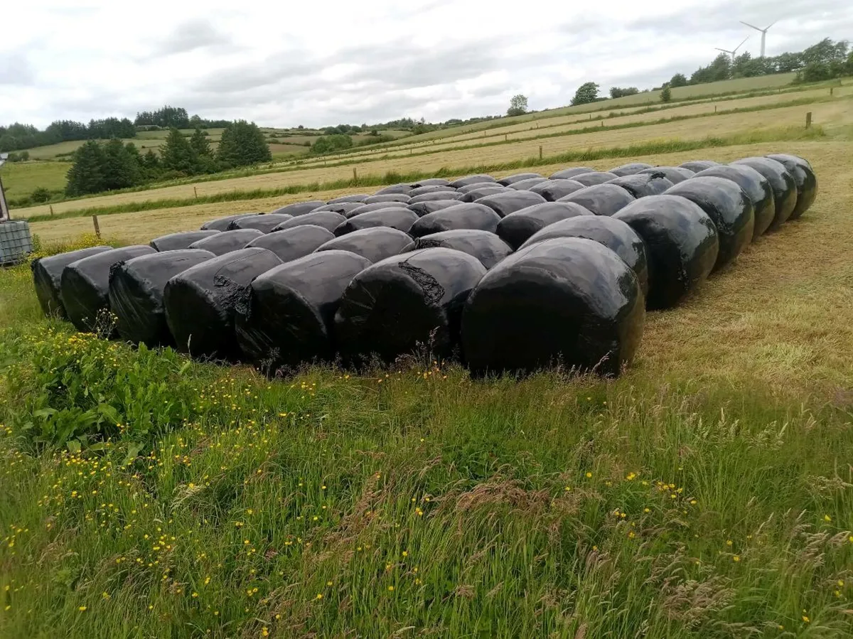 Silage Bailes - Image 2