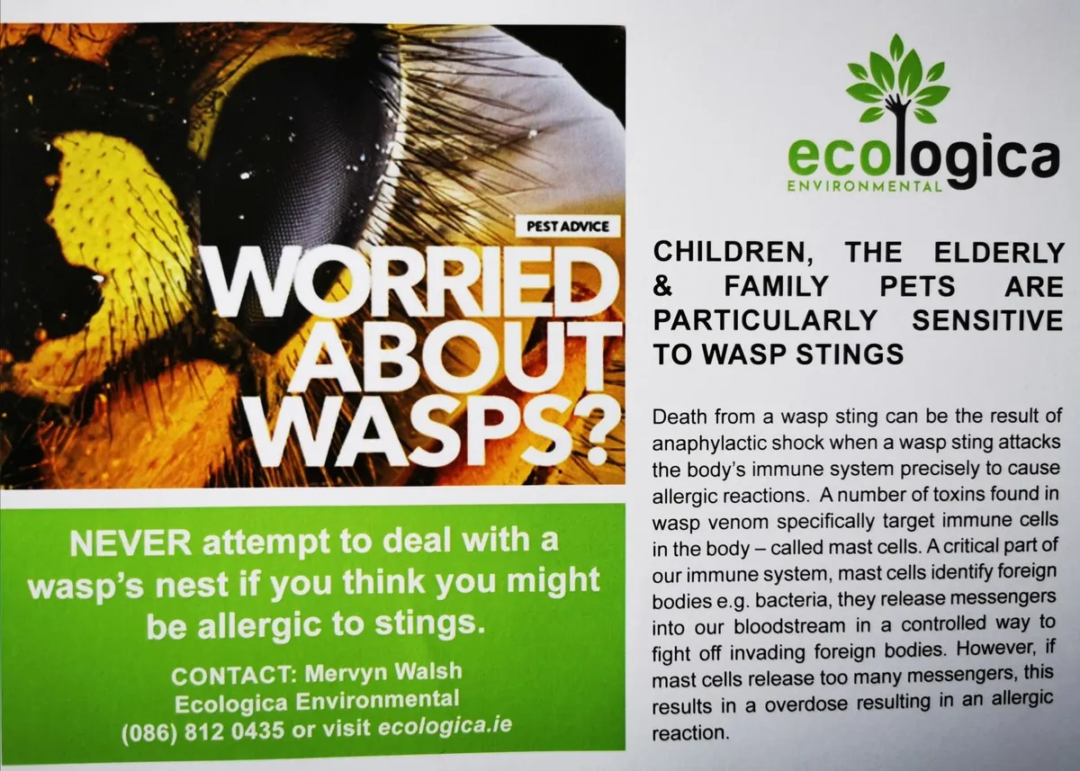 Wasp Nest Treatment & Removal - Image 4