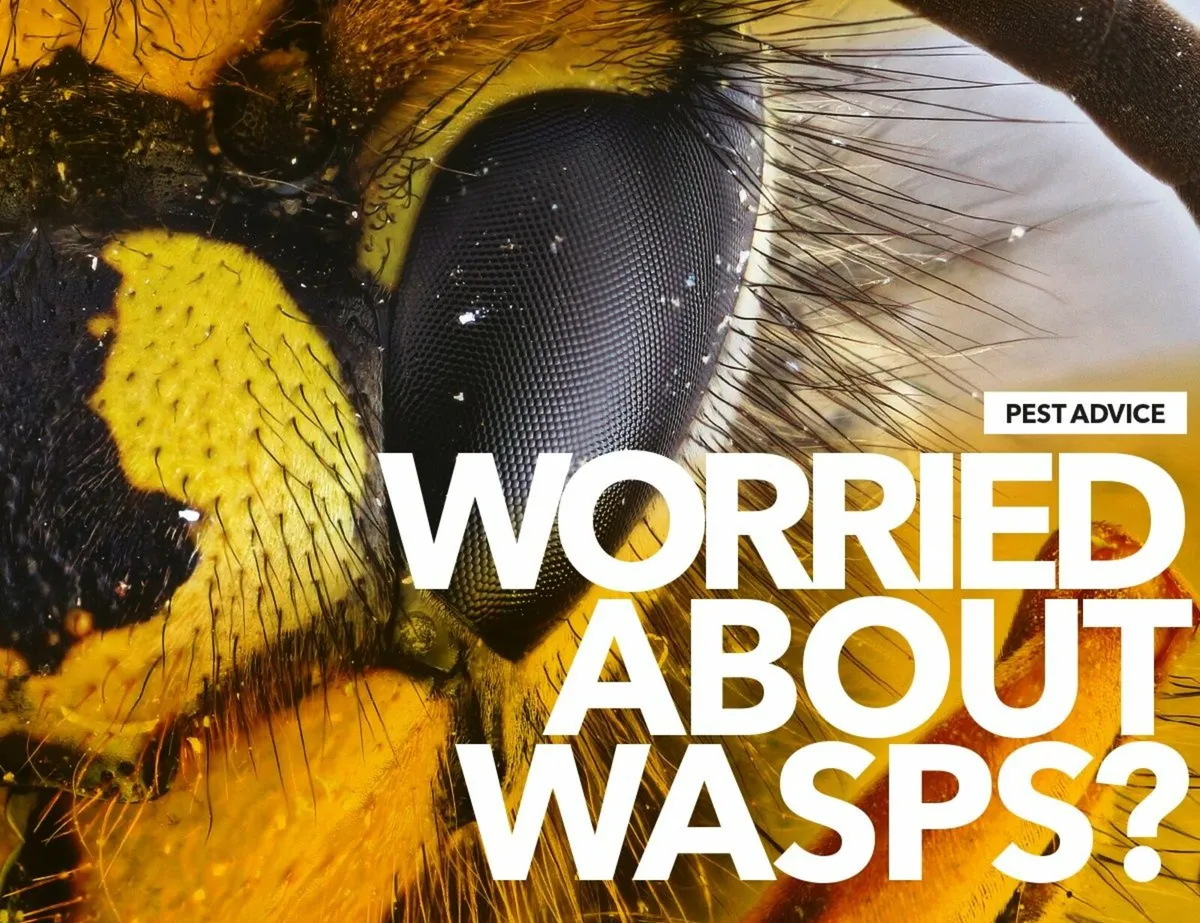 Wasp Nest Treatment & Removal - Image 1