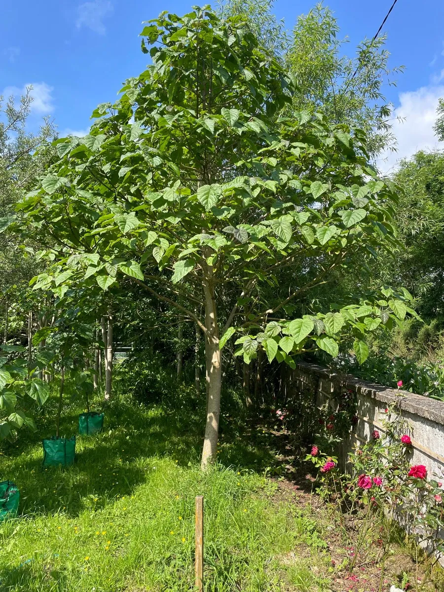 Paulownia Elongata - Image 1