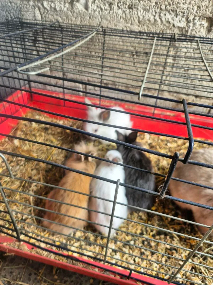 Young rabbits only 2 remaining - Image 2