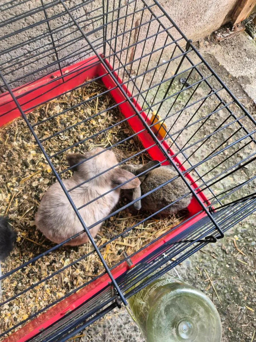 Young rabbits only 2 remaining - Image 3