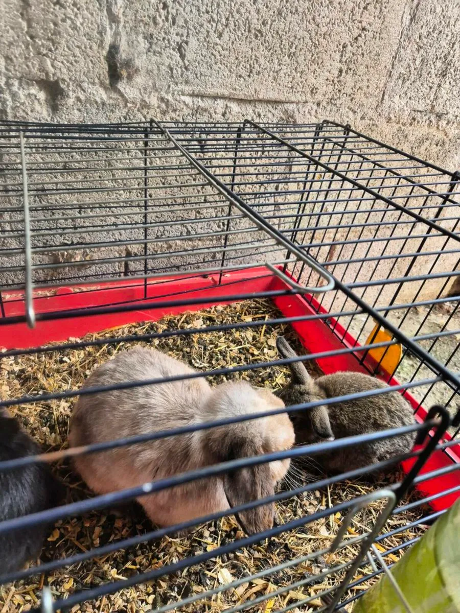 Young rabbits only 2 remaining - Image 4