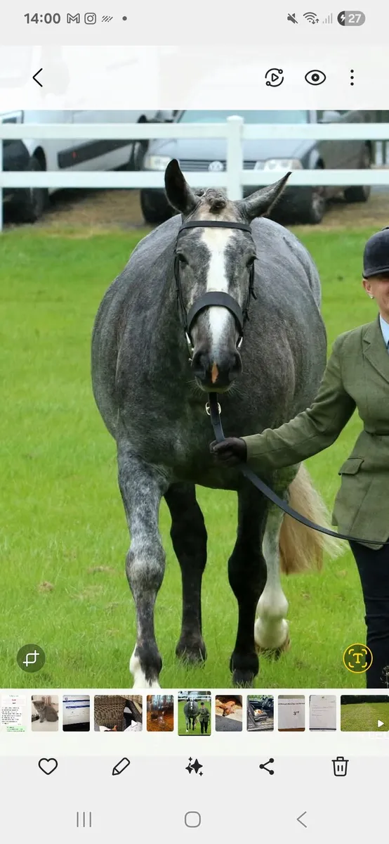 Draught Irish Draught 3 Yr old Filly for sale . - Image 1