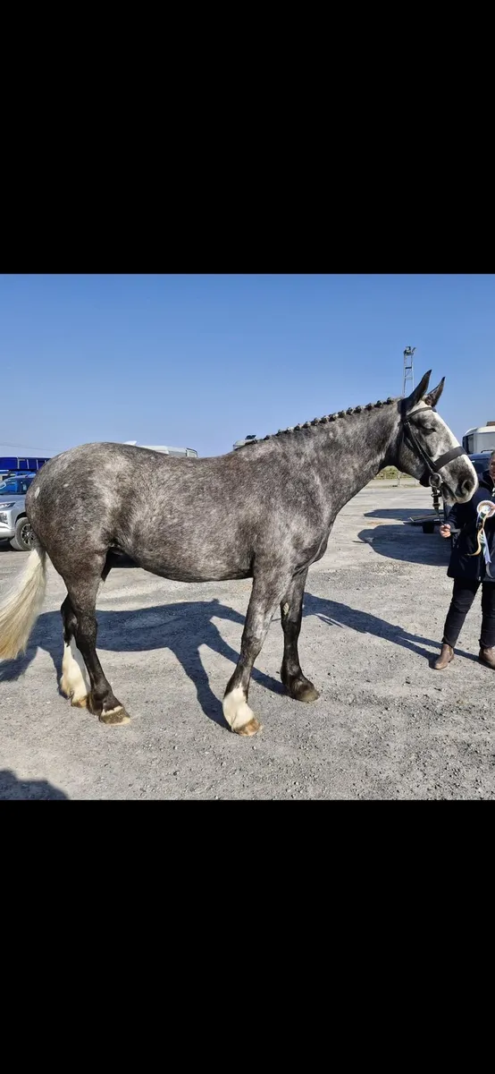 Draught Irish Draught 3 Yr old Filly for sale . - Image 3