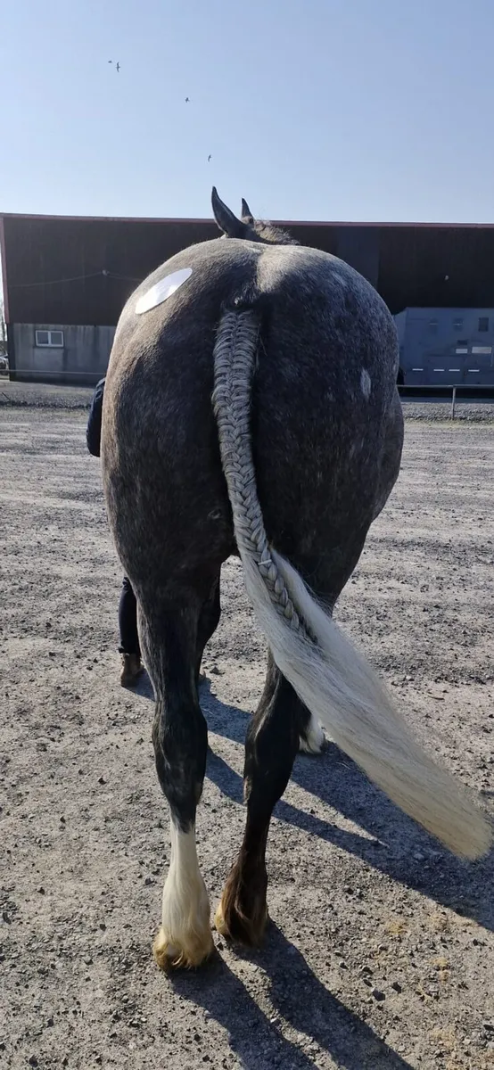 Draught Irish Draught 3 Yr old Filly for sale . - Image 4