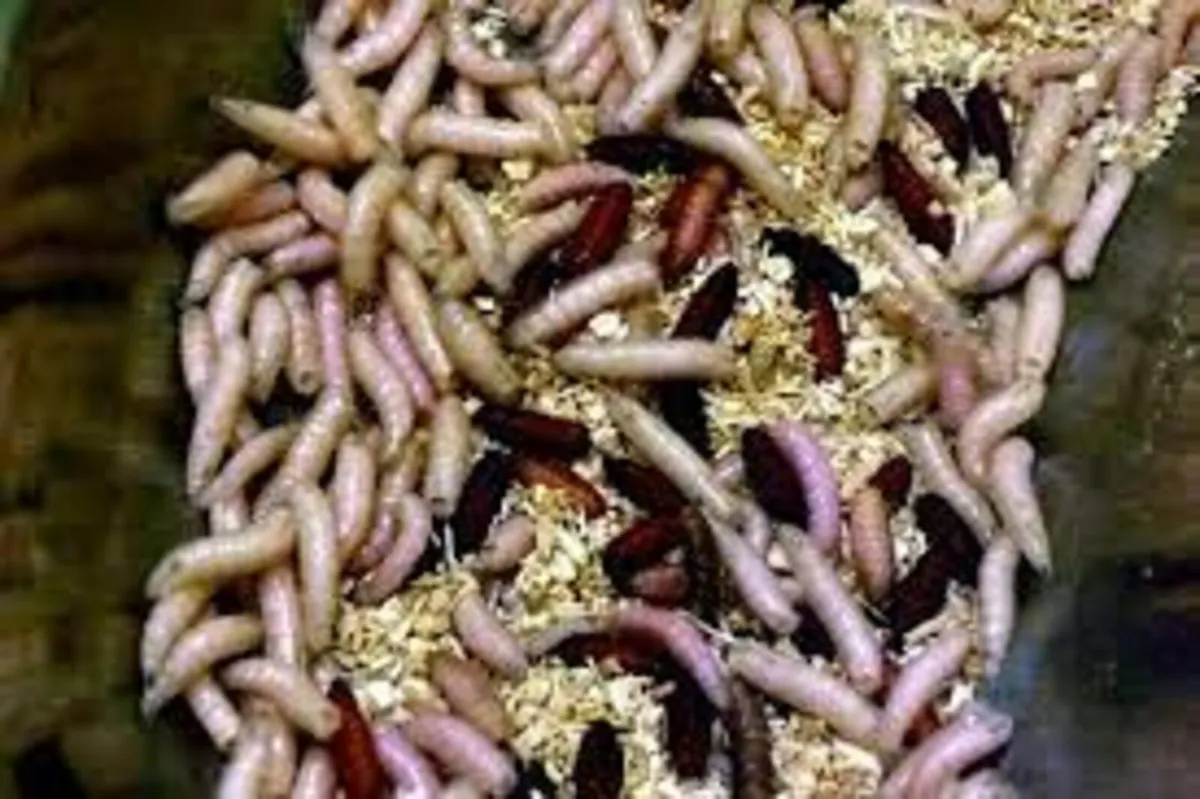 Maggots GR Fly Larvacide 500g | Flies on Farm - Image 4