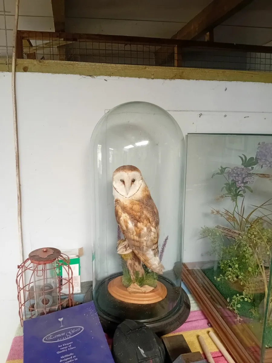 Owl statue