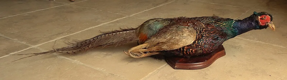 Vintage Taxidermy Pheasant Mounted on Wall Plaque - Image 1