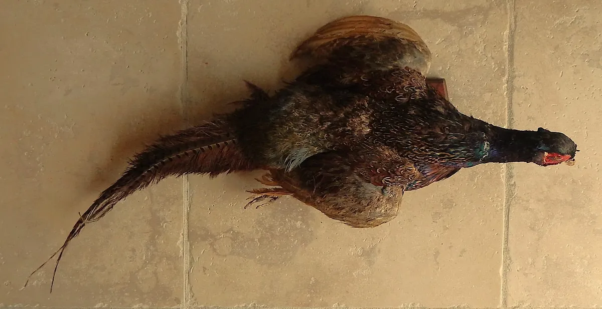 Vintage Taxidermy Pheasant Mounted on Wall Plaque - Image 2