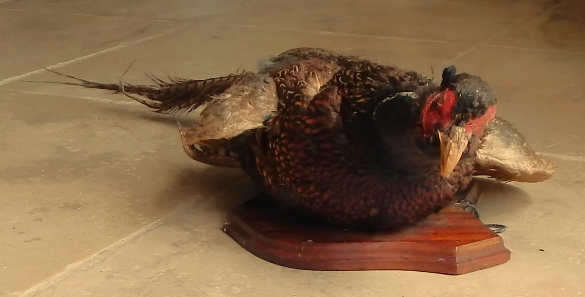 Vintage Taxidermy Pheasant Mounted on Wall Plaque - Image 3