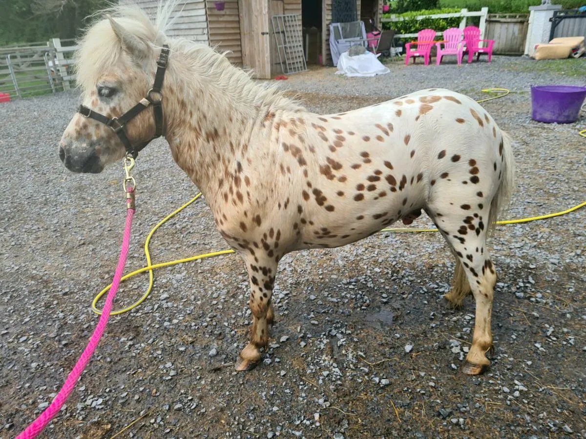 Miniature Appaloosa Stallion for sale - Image 1