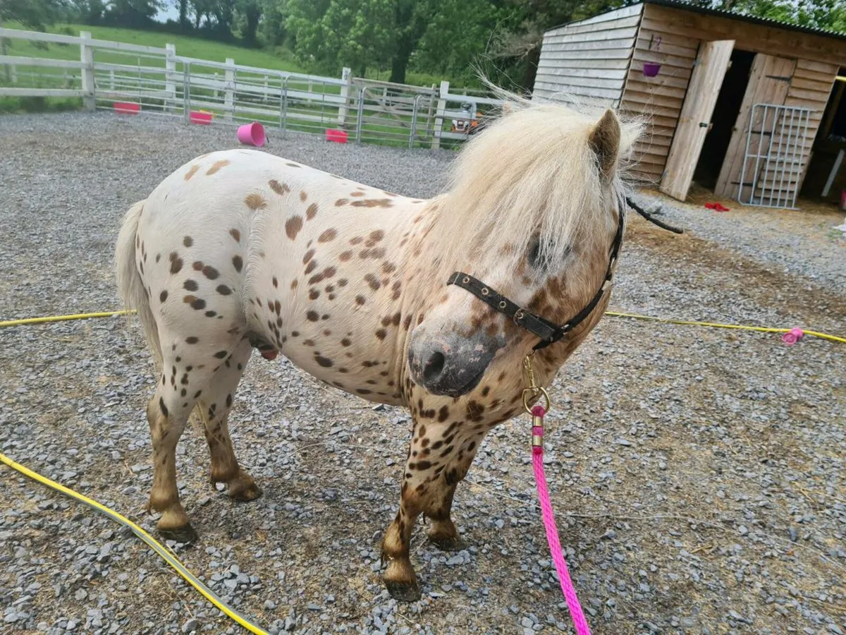 Miniature Appaloosa Stallion for sale - Image 2