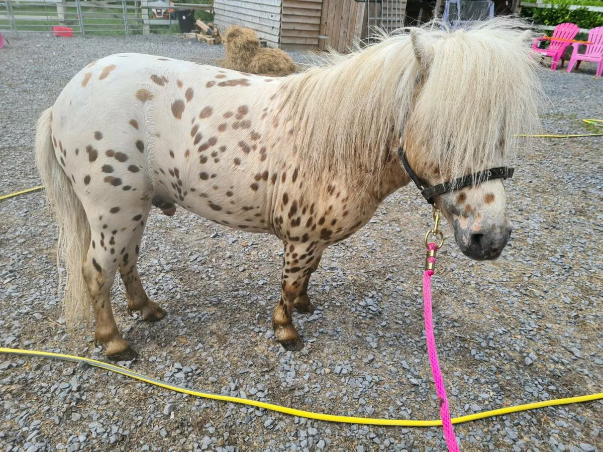 Miniature Appaloosa Stallion for sale - Image 3