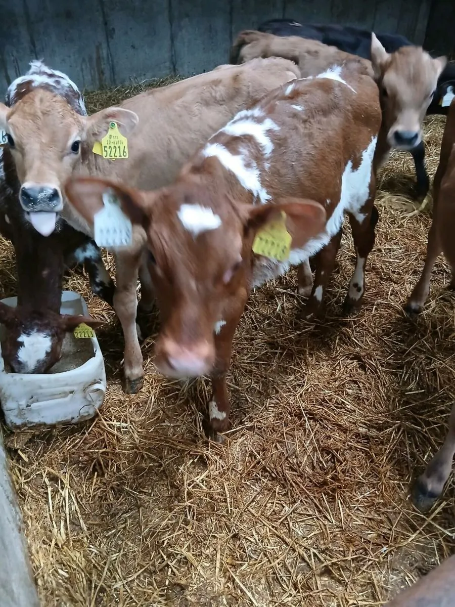 Shorthorn heifer s - Image 1