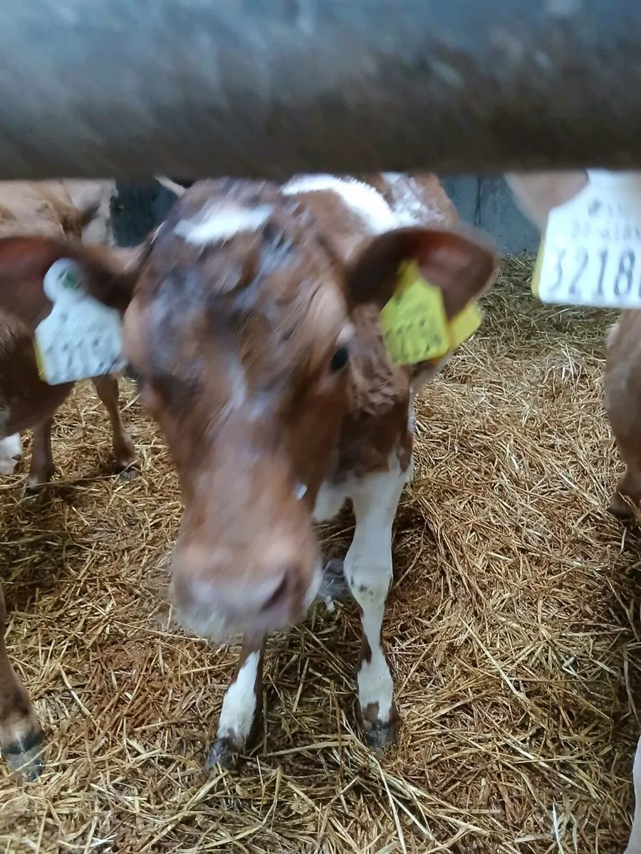Shorthorn heifer s - Image 2