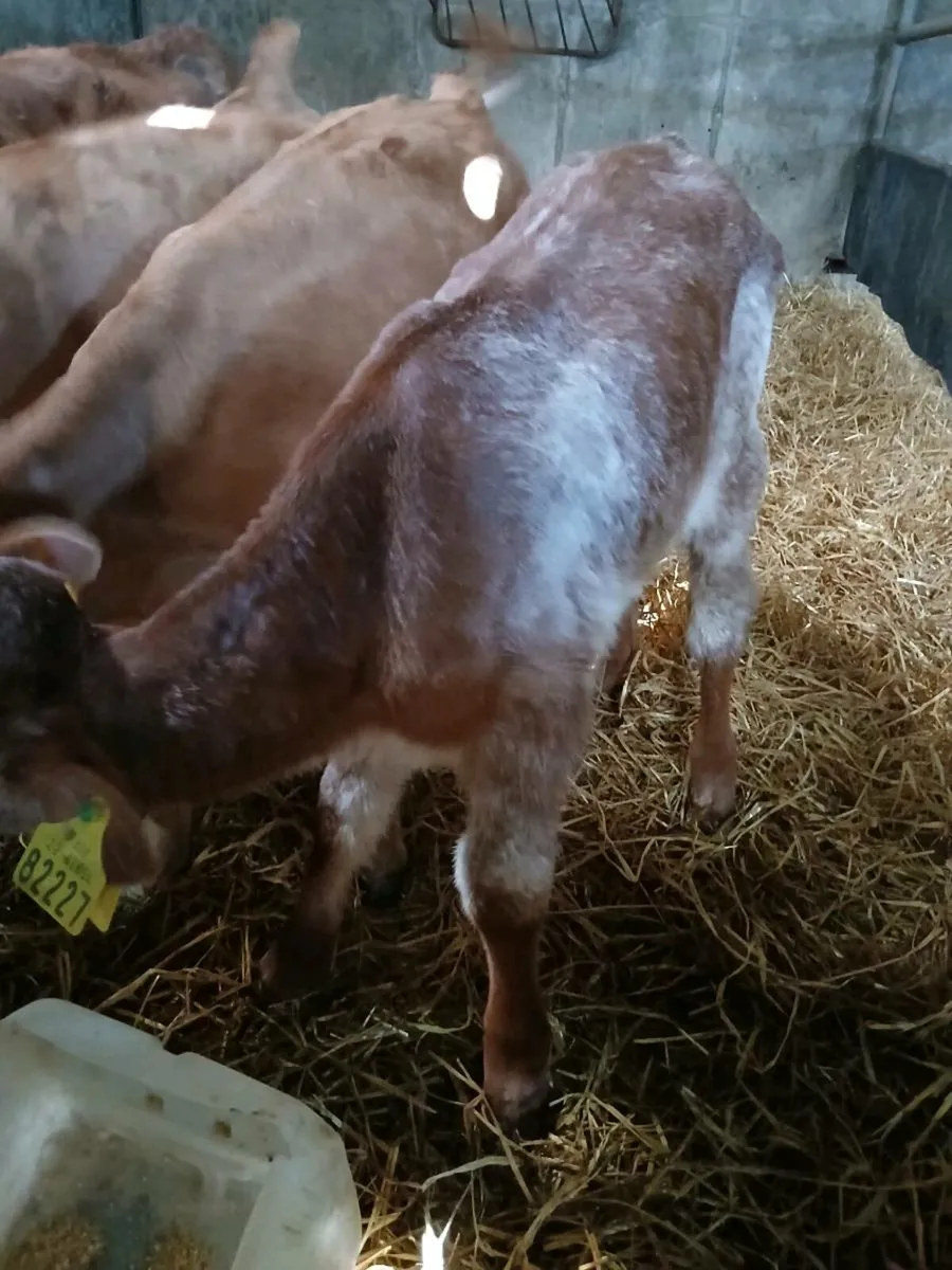Shorthorn heifer s - Image 3