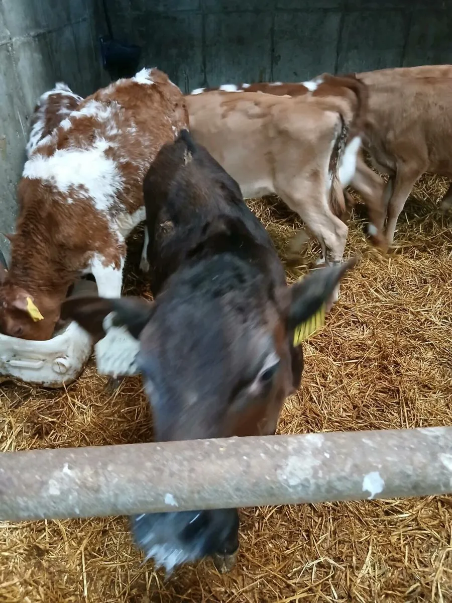 Shorthorn heifer s - Image 4
