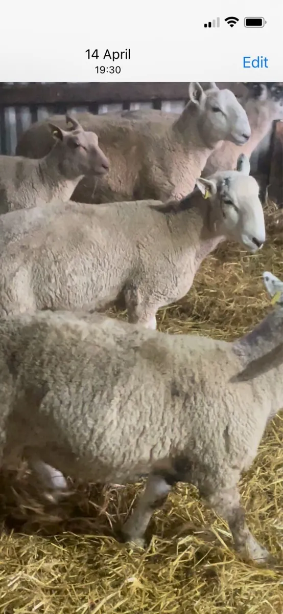 Ram lambs
