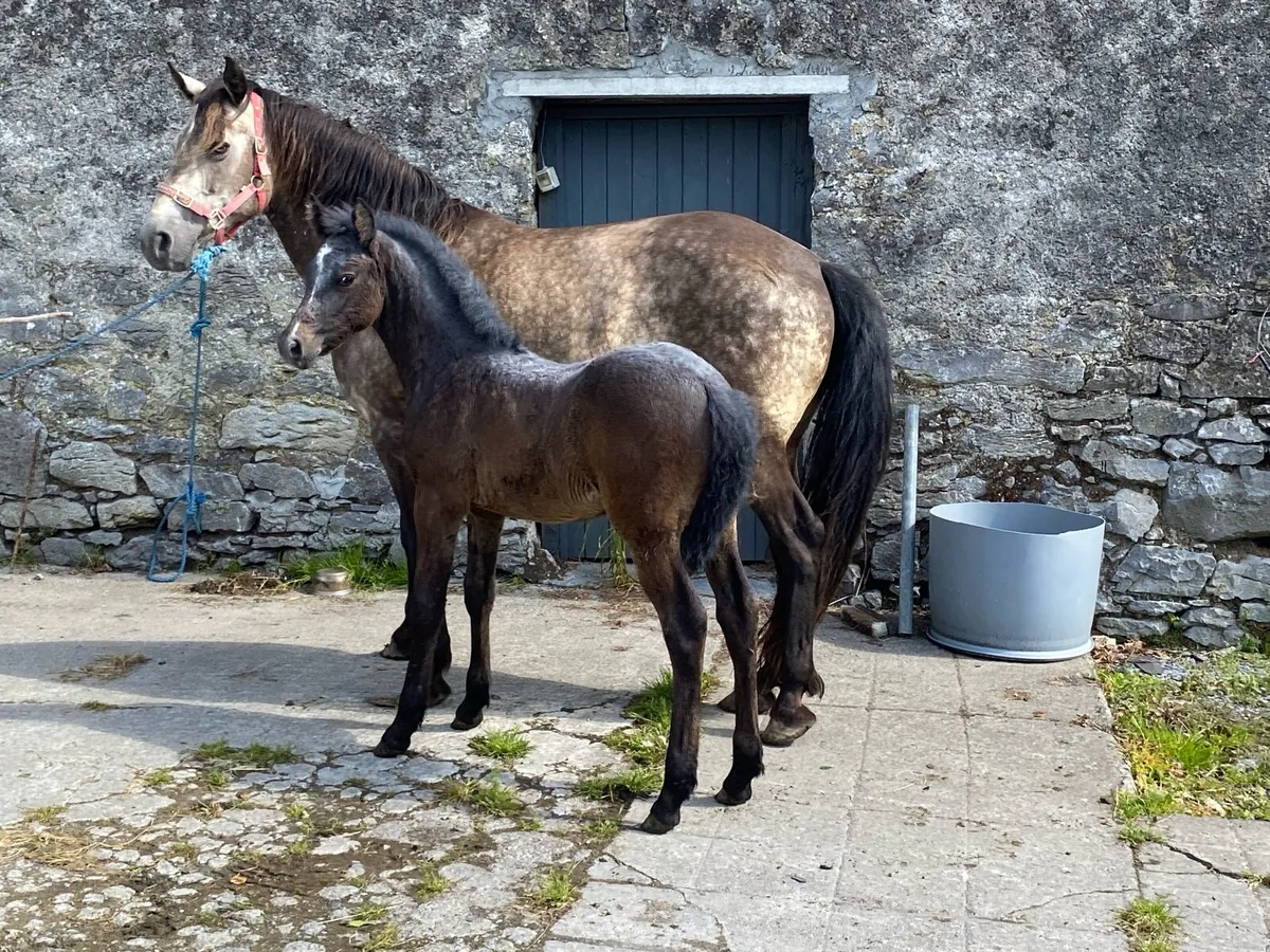 Connemara Pony - Image 1
