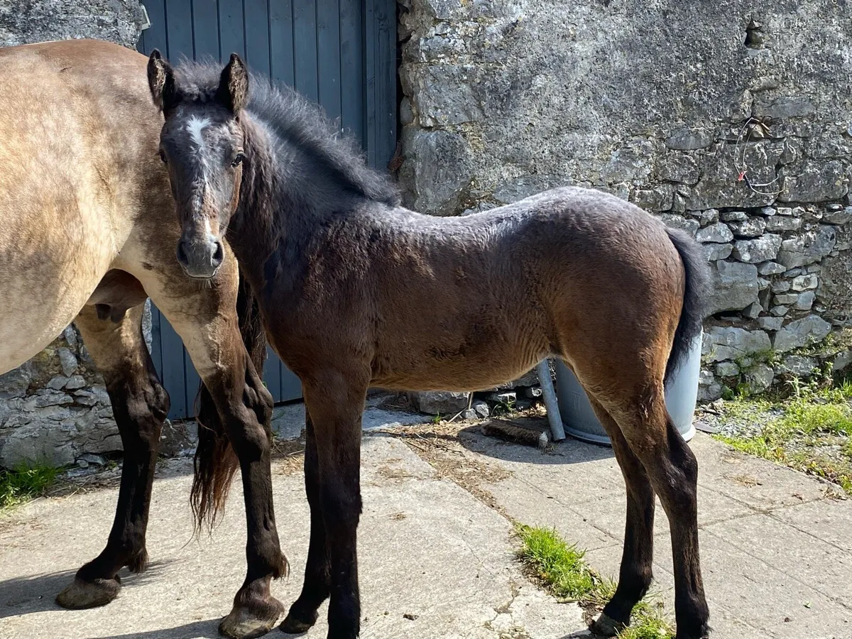 Connemara Pony - Image 2