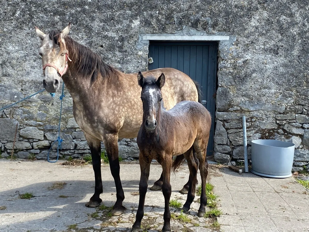 Connemara Pony - Image 3