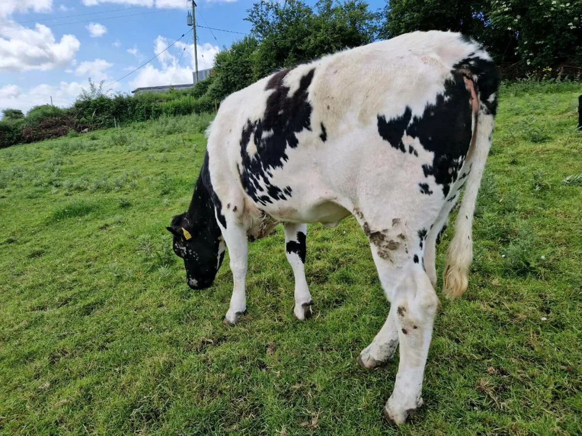 5 🌟 Genotype Blue Heifer - Image 2