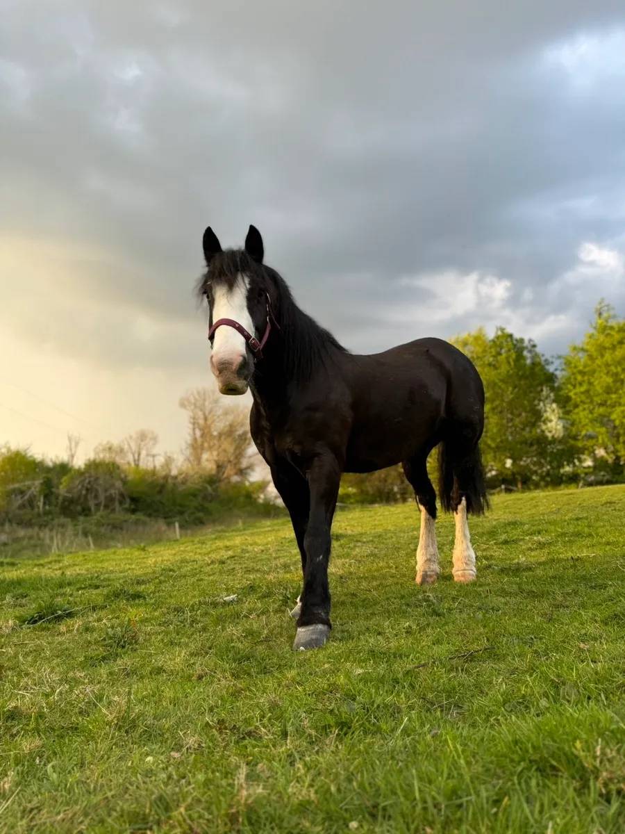 Irish Cob gelding - Image 1