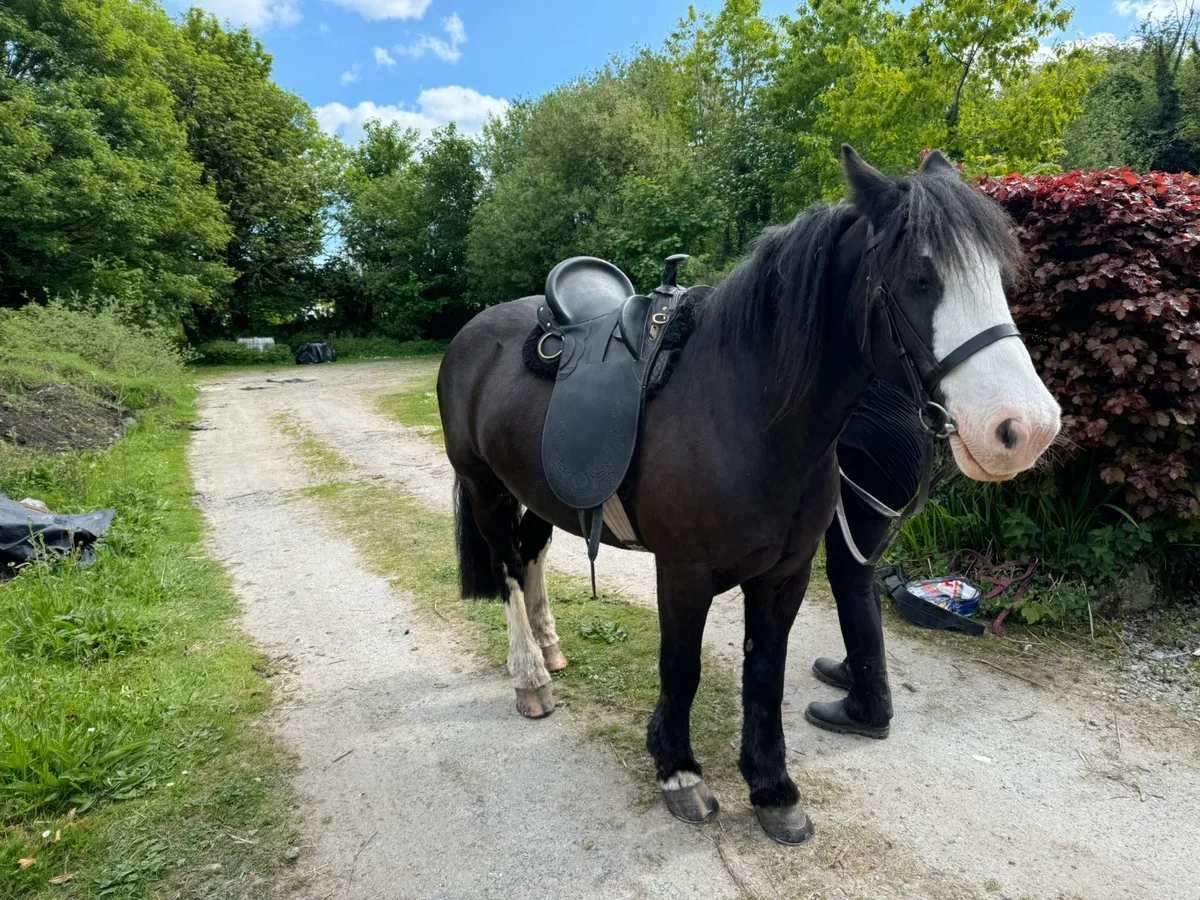 Irish Cob gelding - Image 2