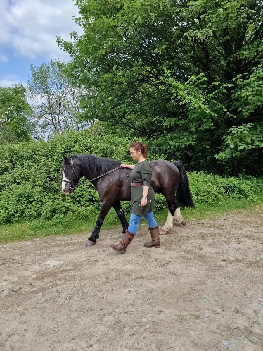 Irish Cob gelding - Image 3