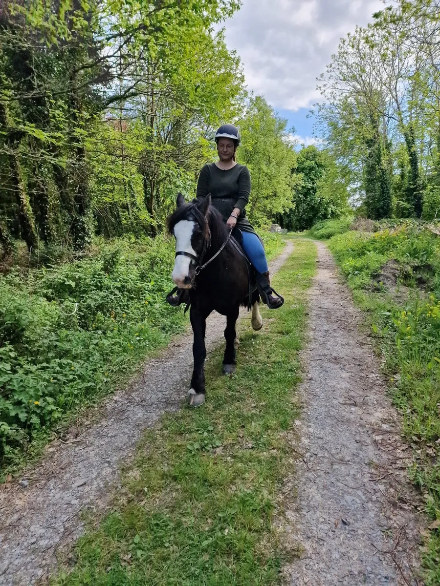 Irish Cob gelding - Image 4