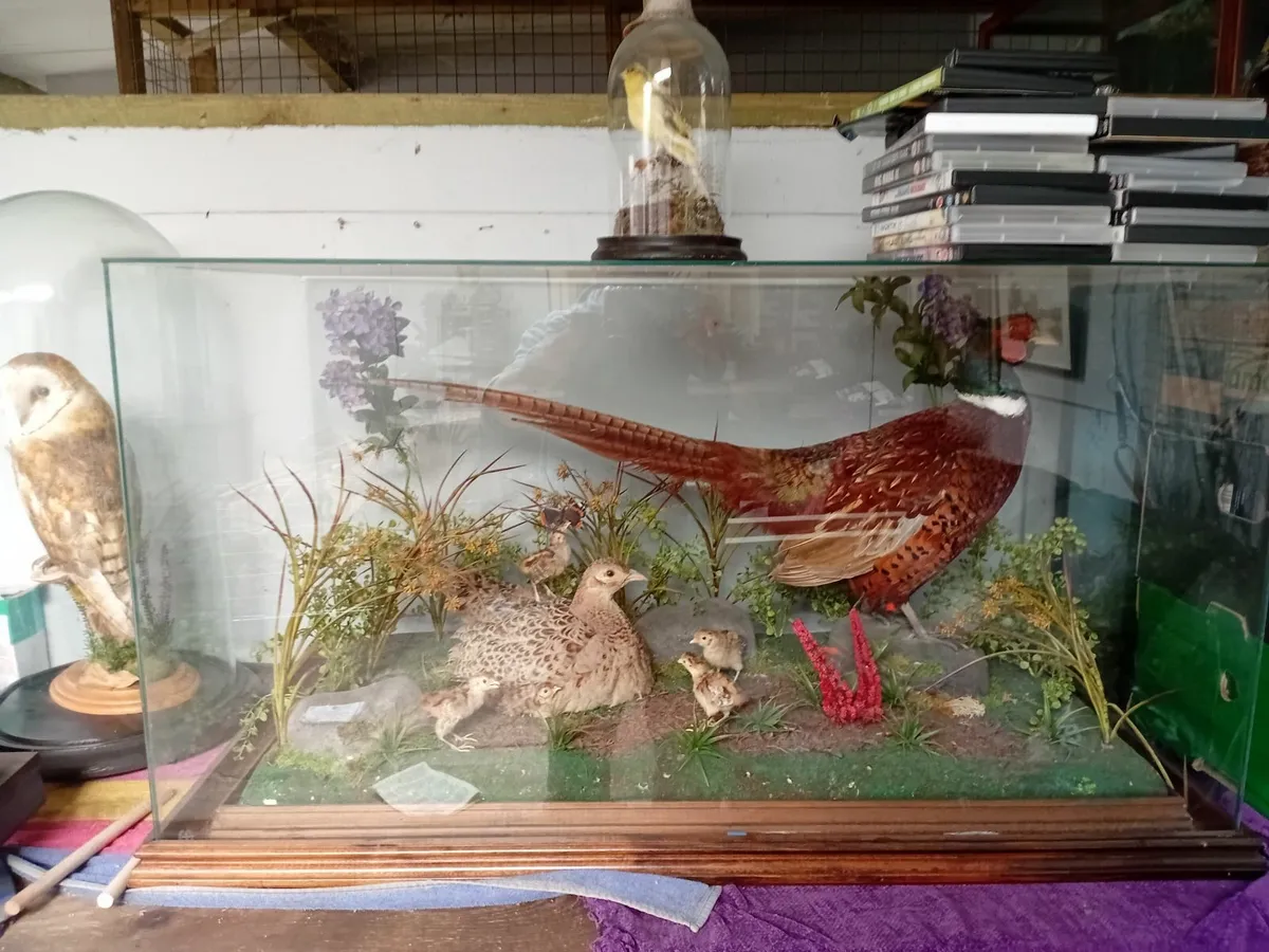 Cock and hen pheasant with baby chicks in a glass