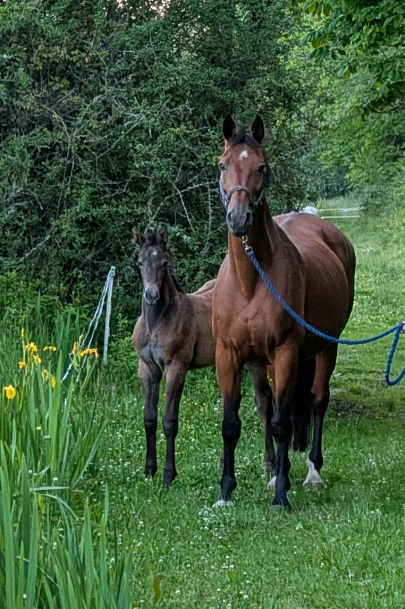 Argentinus progeny broodmare with foal by Livello - Image 1